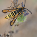 Bembecia uroceriformis - Photo (c) lebrel,  זכויות יוצרים חלקיות (CC BY-NC)