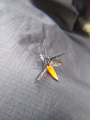 Tibionema abdominalis