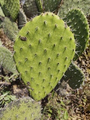 Opuntia joconostle