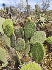 Opuntia joconostle