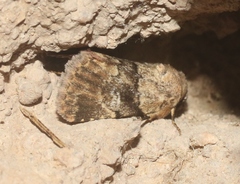 Properigea continens