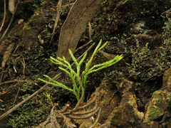 Diphasiastrum thyoides
