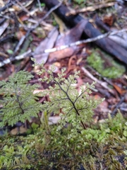 Hymenophyllum plicatum
