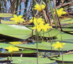 Nymphoides thunbergiana