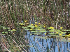 Nymphoides thunbergiana
