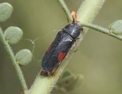 Acmaeodera acanthicola