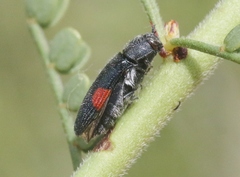 Acmaeodera acanthicola