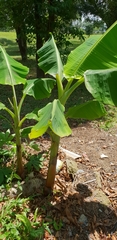 Musa