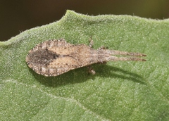 Scolopocerus secundarius