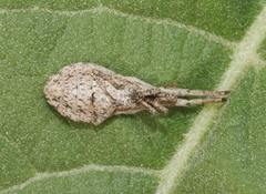 Scolopocerus secundarius