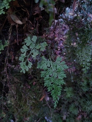 Asplenium dareoides