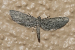 Synglochis perumbraria