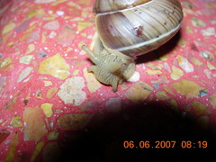 Asperitas sparsa