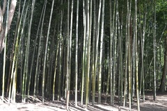 Phyllostachys bambusoides