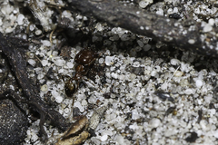 Pheidole tenuinodis