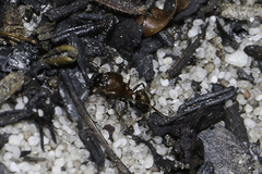 Pheidole tenuinodis