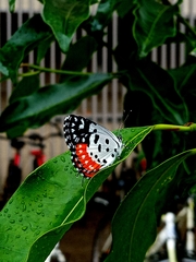 Talicada nyseus nyseus