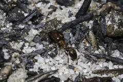 Pheidole tenuinodis