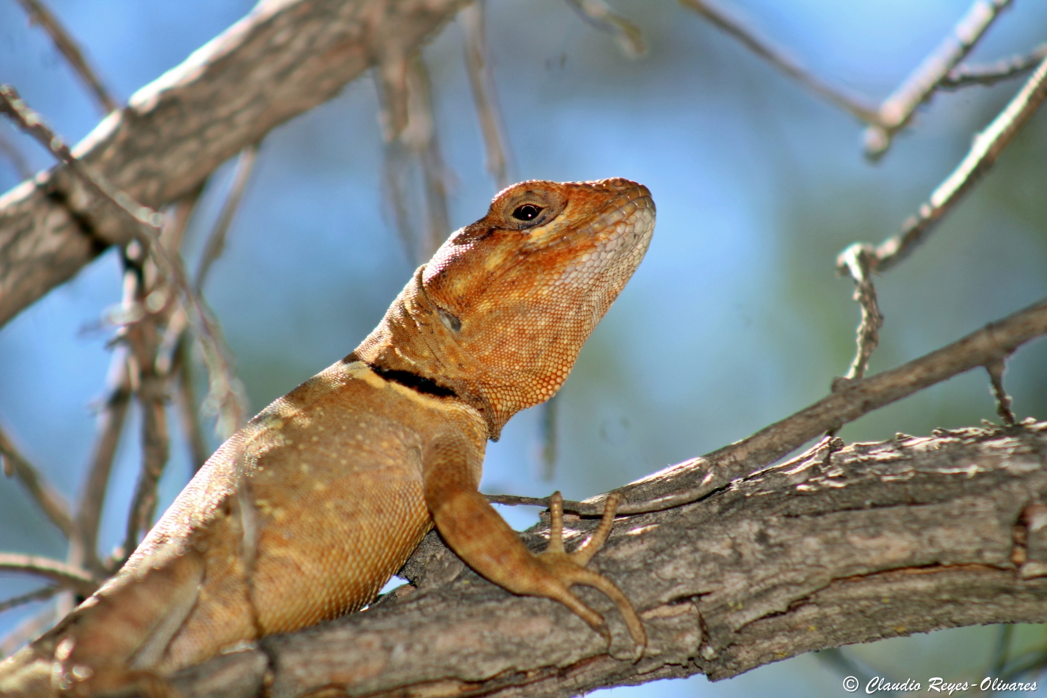 Pristidactylus torquatus (Philippi, 1861)