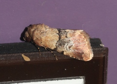 Properigea continens