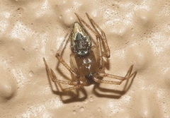 Euryopis funebris