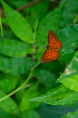 Parvospila lucianus