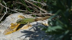 Podarcis waglerianus