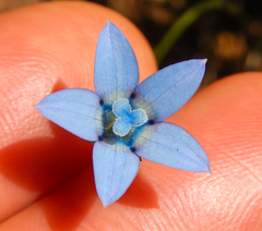 Wahlenbergia cernua