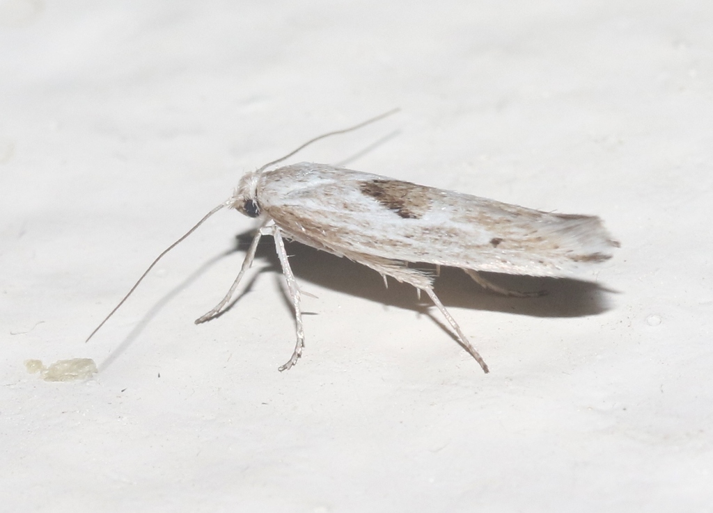 Scythris mixaula