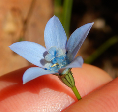 Wahlenbergia cernua
