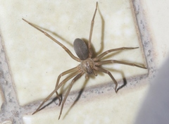 Loxosceles arizonica