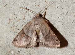 Ulolonche disticha