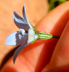 Wahlenbergia cernua