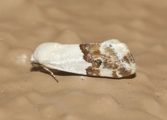 Ponometia elegantula