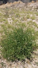 Nicotiana paa