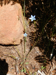 Wahlenbergia cernua