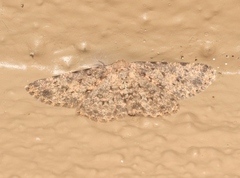 Stenoporpia pulchella