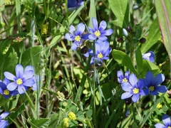 Sisyrinchium pruinosum