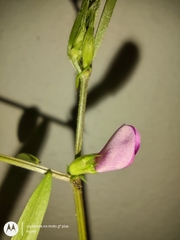 Vicia sativa