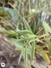 Vicia sativa