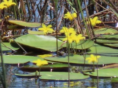Nymphoides thunbergiana