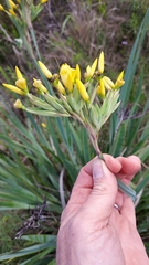 Sisyrinchium palmifolium
