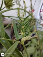 Vicia sativa