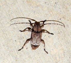 Leptostylus transversus