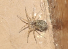 Oecobius putus