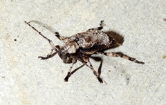 Leptostylus transversus