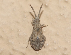 Scolopocerus secundarius