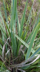 Sisyrinchium palmifolium