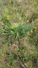 Sisyrinchium palmifolium