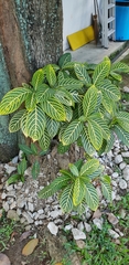 Sanchezia speciosa